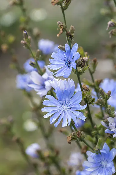 651172 - Chicory (Cichorium intybus)