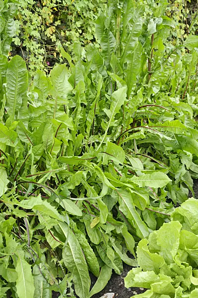 487254 - Chicory (Cichorium intybus 'Red Rib')