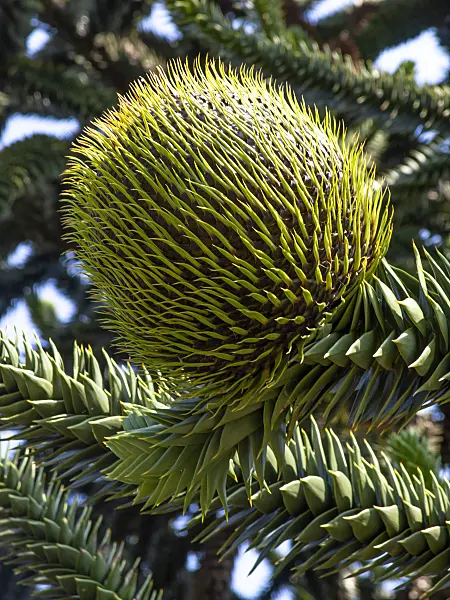 427166 - Chile pine (Araucaria araucana)