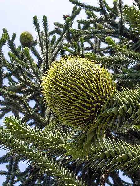 427174 - Chile pine (Araucaria araucana)
