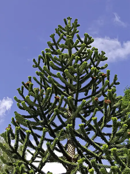 471359 - Chile pine (Araucaria araucana)