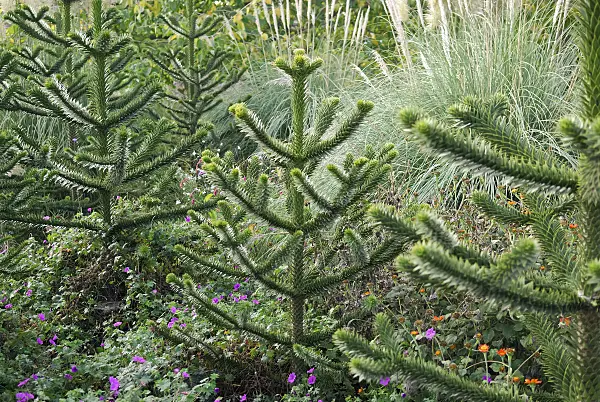 471360 - Chile pine (Araucaria araucana)