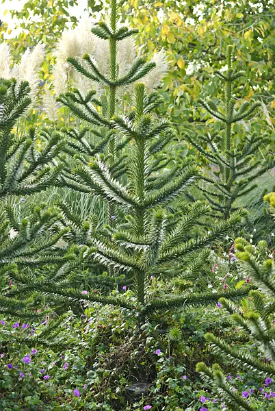 517259 - Chile pine (Araucaria araucana)