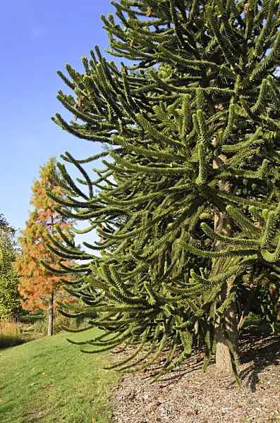 525349 - Chile pine (Araucaria araucana)
