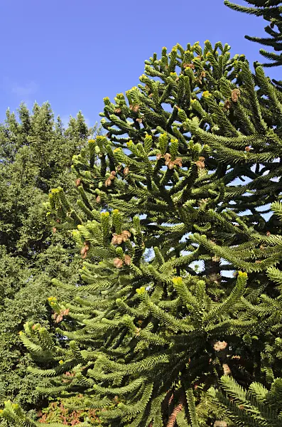 525350 - Chile pine (Araucaria araucana)
