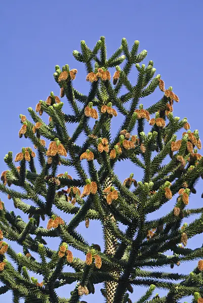 608085 - Chile pine (Araucaria araucana)