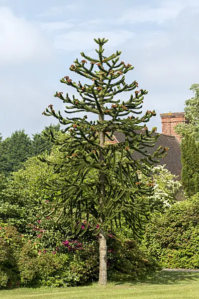 635012 - Chile pine (Araucaria araucana)