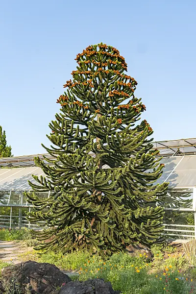 635013 - Chile pine (Araucaria araucana)