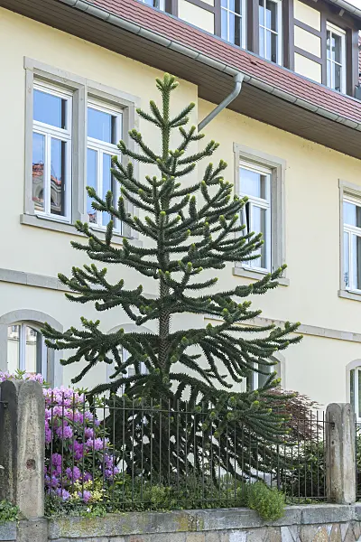 635014 - Chile pine (Araucaria araucana)