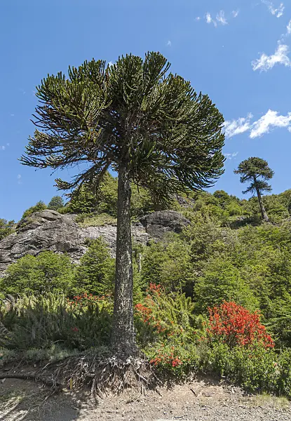635016 - Chile pine (Araucaria araucana)