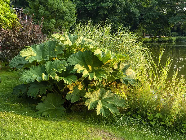 427161 - Chile rhubarb (Gunnera manicata)