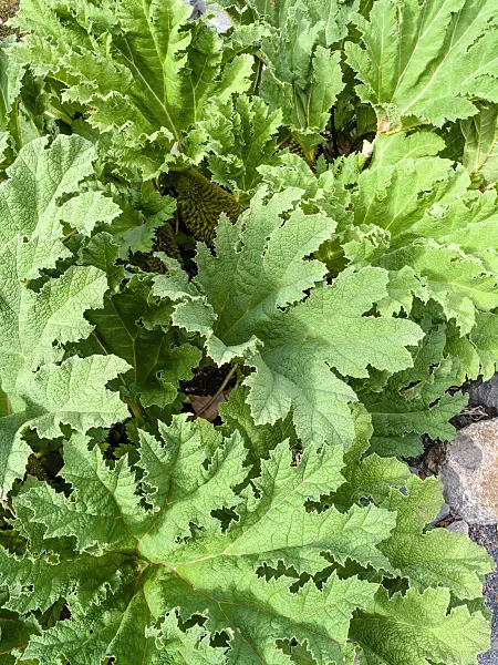 463063 - Chile rhubarb (Gunnera manicata)