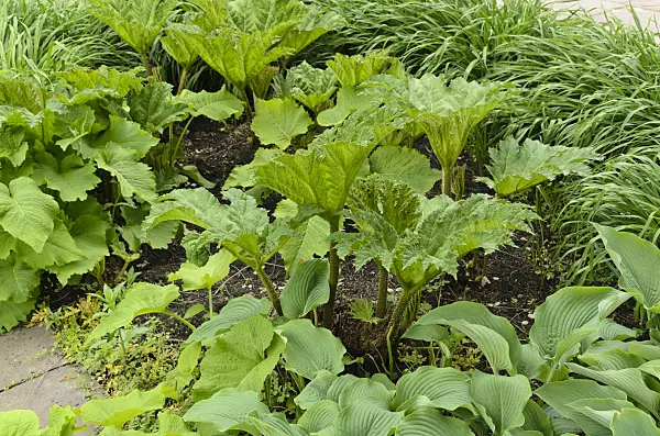 496071 - Chile rhubarb (Gunnera manicata)