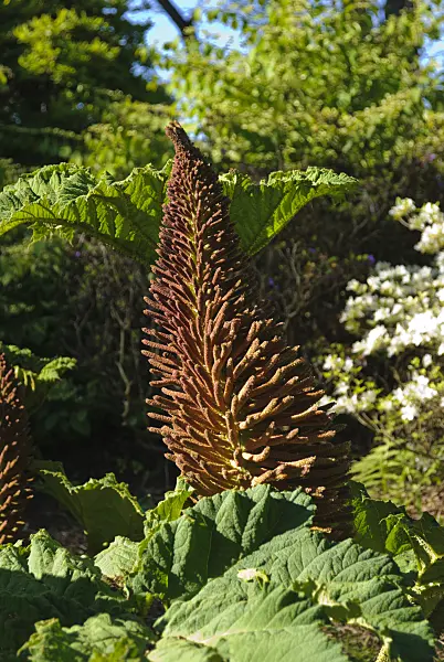 496183 - Chile rhubarb (Gunnera manicata)