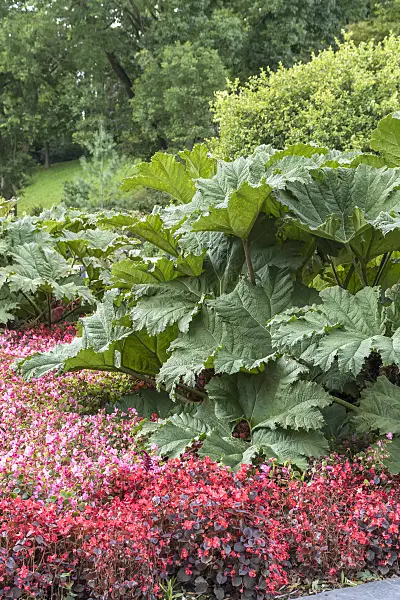 616403 - Chile rhubarb (Gunnera manicata)