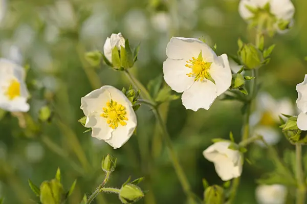 484331 - Chilean avens (Geum chiloense)