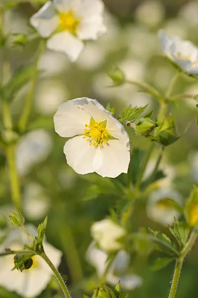 484332 - Chilean avens (Geum chiloense)