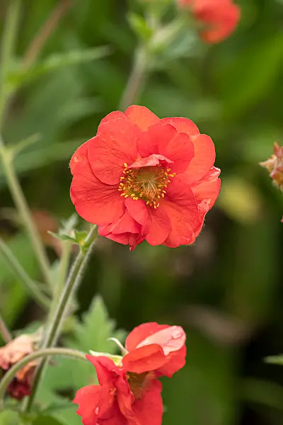 675040 - Chilean avens (Geum chiloense 'Scarlet Tempest')