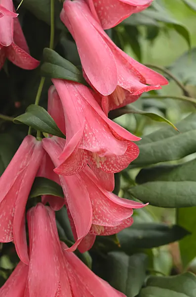 537014 - Chilean bellflower (Lapageria rosea)