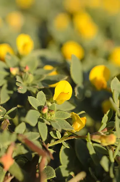 508514 - Chilean bird's-foot trefoil (Acmispon wrangelianus)