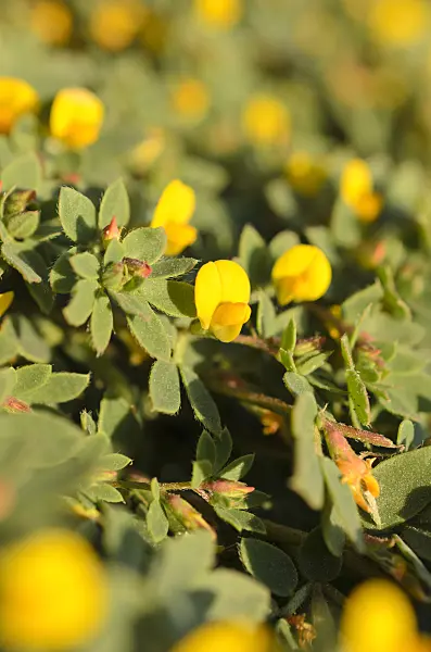 508515 - Chilean bird's-foot trefoil (Acmispon wrangelianus)
