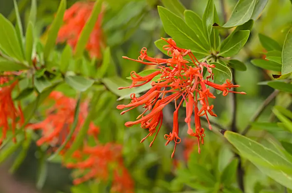 521465 - Chilean firetree (Embothrium coccineum)