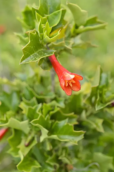 508443 - Chilean holly (Desfontainia spinosa)