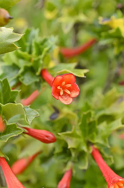 508444 - Chilean holly (Desfontainia spinosa)