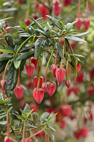 533363 - Chilean lantern tree (Crinodendron hookerianum)