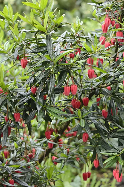 533530 - Chilean lantern tree (Crinodendron hookerianum)