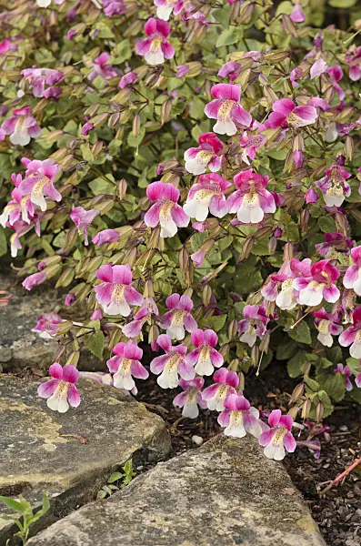 533290 - Chilean monkey flower (Mimulus naiandinus)