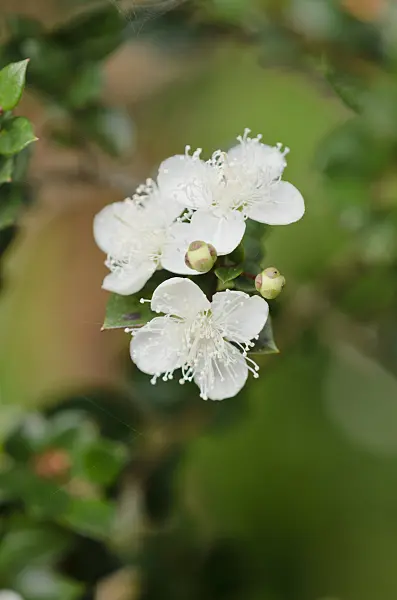 525045 - Chilean myrtle (Luma apiculata)