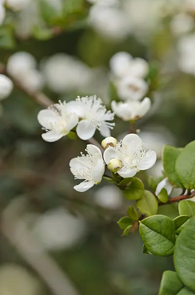 535190 - Chilean myrtle (Luma apiculata)