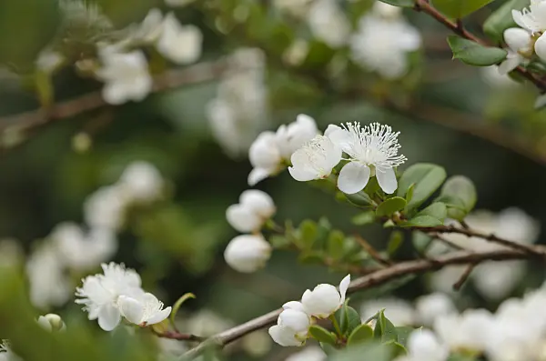 535191 - Chilean myrtle (Luma apiculata)