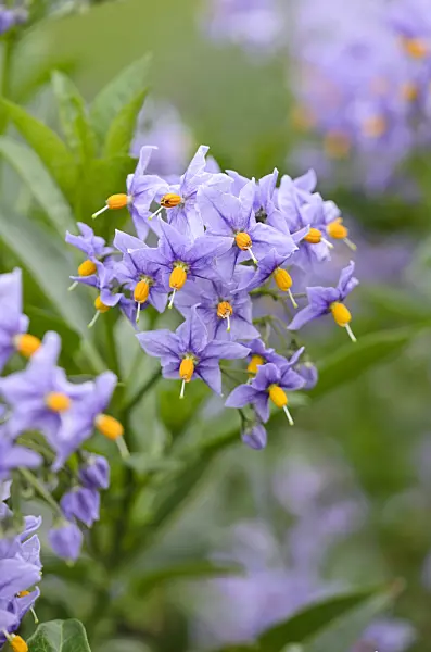 533471 - Chilean nightshade (Solanum crispum 'Glasnevin')