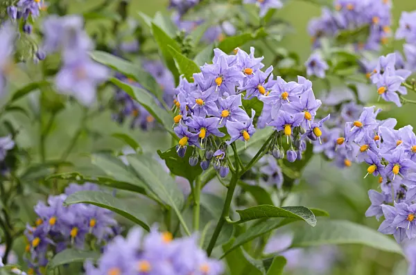 533472 - Chilean nightshade (Solanum crispum 'Glasnevin')