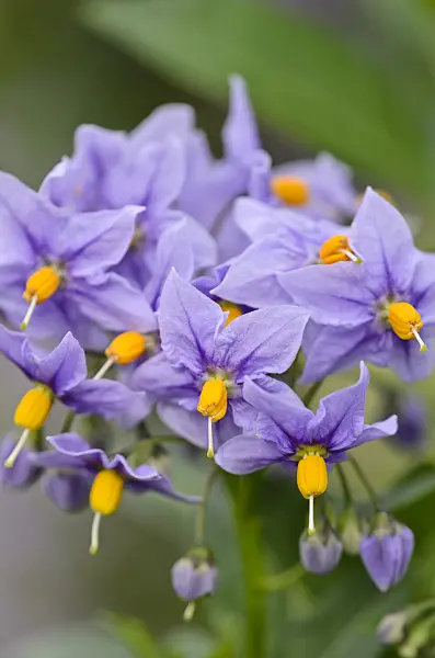533473 - Chilean nightshade (Solanum crispum 'Glasnevin')