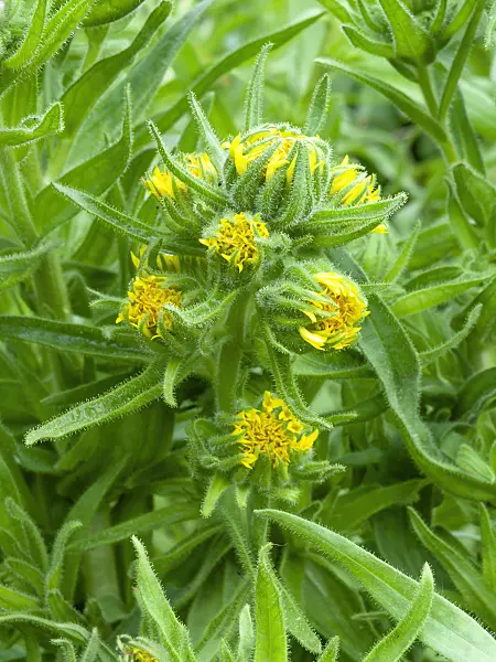 450001 - Chilenian tarweed (Madia sativa)