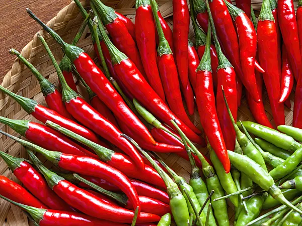 436021 - Chili (Capsicum)