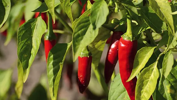 500173 - Chili (Capsicum)