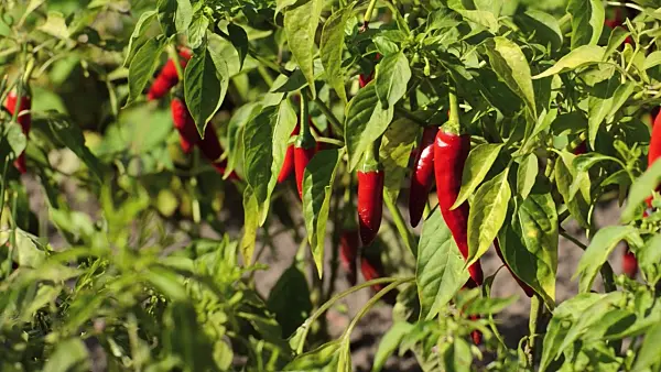 500174 - Chili (Capsicum)