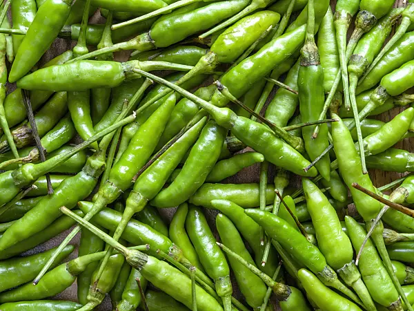436009 - Chili pepper (Capsicum)