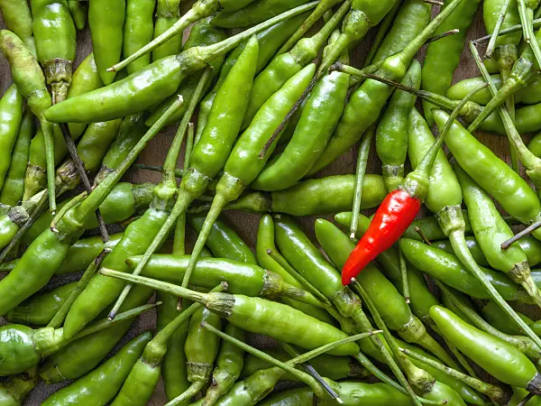 436010 - Chili pepper (Capsicum)
