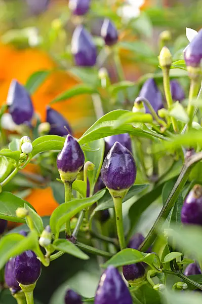475207 - Chili pepper (Capsicum)
