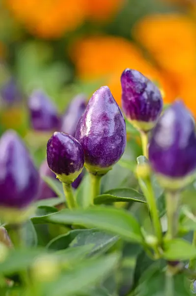 475208 - Chili pepper (Capsicum)