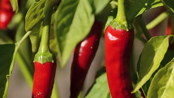 500175 - Chili pepper (Capsicum)