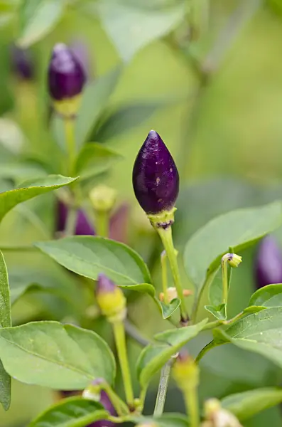 524051 - Chili pepper (Capsicum)