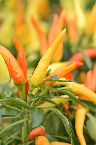 524053 - Chili pepper (Capsicum)