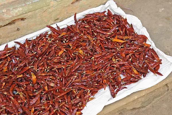 525487 - Chili pepper (Capsicum)