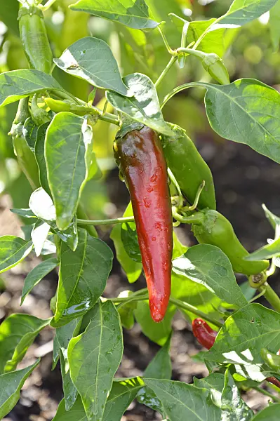 487279 - Chili pepper (Capsicum annuum 'Cayenne')